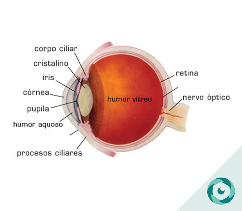 Descubra as principais partes do olho humano Portal da Visão