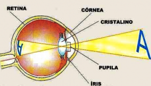 cornea cristalino